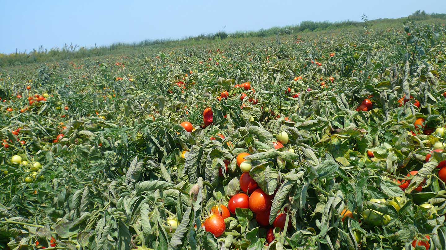 Tomato poision farming agriculture arjunmani