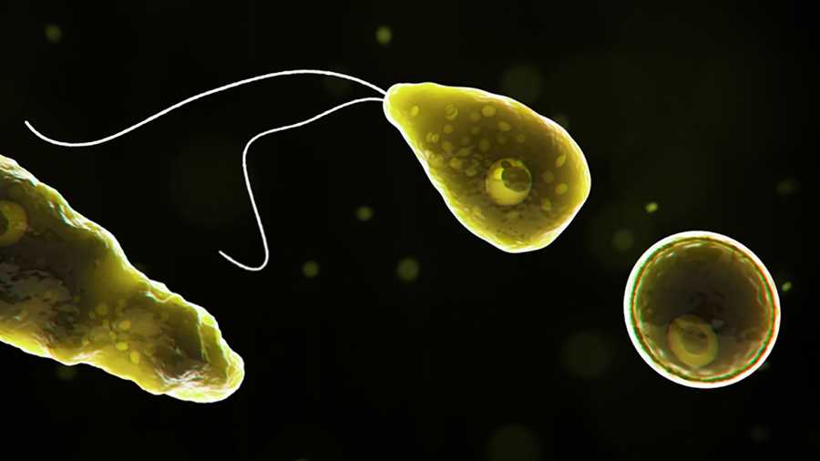 Amoeba and child death in usa