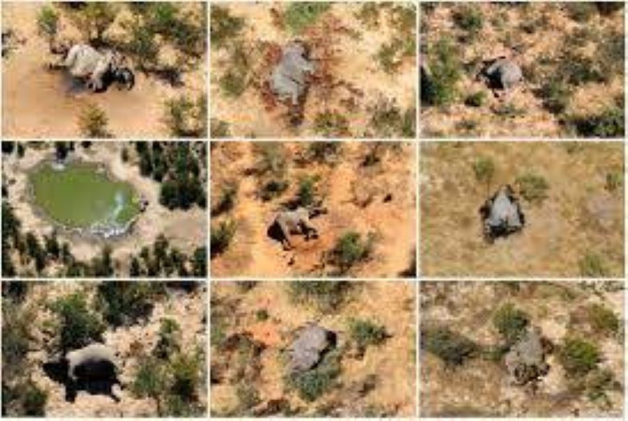 botswana elephant death cause bacteria