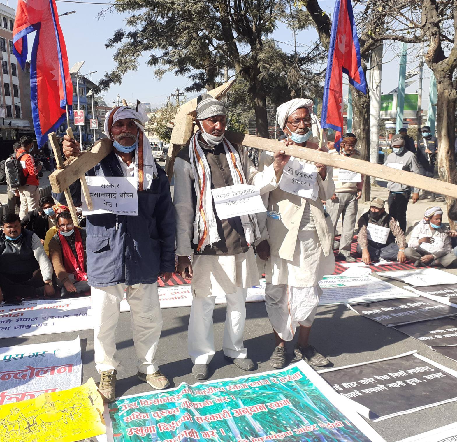 sugar cane farmer show thier traditional equipment in protest venue