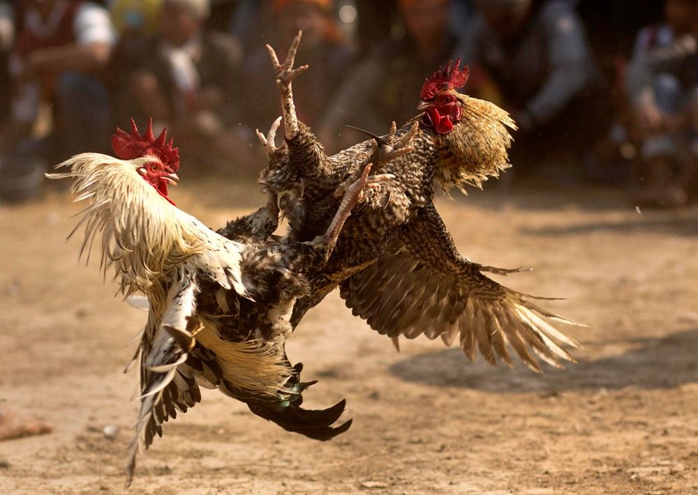 cock fight owner death